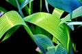 Green plants, sprouts and leaves of bushes in the spring home garden. Close-up view on an isolated background. Royalty Free Stock Photo