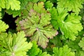 Green plants, sprouts and leaves of bushes in the spring home garden. Close-up view on an isolated background. Royalty Free Stock Photo