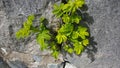 Green plants on stone background Royalty Free Stock Photo