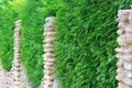 Green plants on a stone fence. Concrete wall with decorated with a hedge Royalty Free Stock Photo