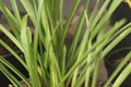 Green plants with straight leafs composition. Grass