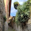 Green plants in a street in Nice Royalty Free Stock Photo