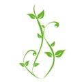 Green plants tendril on white background