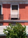 Green plants on a terrace on a sunny day. Building with window in the background. Green living in a city urban environment concept