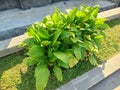 Green plants thrive in the front yard