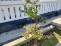 green plants thrive in the office field