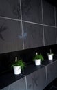 Green plants in tiled bathroom Royalty Free Stock Photo