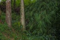 Green plants and trees in the forest