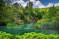 Green plants and turquoise coloured lake in front of waterfalls and lush forest in Plitvice Lakes Royalty Free Stock Photo