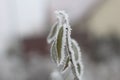 Green plants, a twig with green leaves covered with frost and rime. Royalty Free Stock Photo