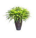 Green plants in vase isolated