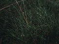 Green plants and flowers in a forest