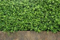 Green plants wall for background Royalty Free Stock Photo