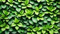 Green plants wall background Royalty Free Stock Photo