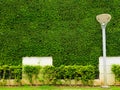 green plants of wall nature and white concrete and lantern pilla in garden