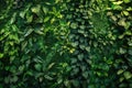 Green plants wall with vertical garden in home interior. Theme of vegetation, nature and eco design Royalty Free Stock Photo