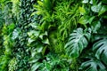 Green plants wall with vertical garden in home interior. Theme of vegetation, nature and eco design Royalty Free Stock Photo