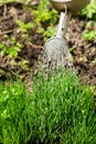 Green plants watered from a watering can Royalty Free Stock Photo
