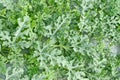 Green plants of watermelon in garden Royalty Free Stock Photo