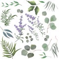 Green plants on a white background. Lavender flowers, eucalyptus and other leaves Royalty Free Stock Photo