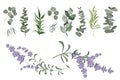 Green plants on a white background. Lavender flowers, eucalyptus and other leaves Royalty Free Stock Photo