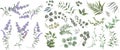 Green plants on a white background. Lavender flowers, eucalyptus and other leaves Royalty Free Stock Photo