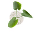 Green plants in white pots. Top view. Elephant ears isolated on white background and clipping path Royalty Free Stock Photo