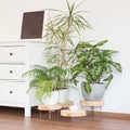 Green plants in white room modern design