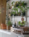 Green plants on white shelves on white wall in the living room Royalty Free Stock Photo