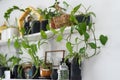 Green plants on white shelves on white wall in the living room Royalty Free Stock Photo