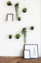 Green plants on white shelves on white wall Royalty Free Stock Photo