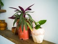 Green plants on white shelves on white wall in the room