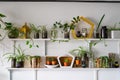 Green plants on white shelves on white wall in the room. Plant shelves, indoor plants