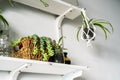 Green plants on white shelves on white wall in the room. Plant shelves, indoor plants Royalty Free Stock Photo