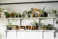 Green plants on white shelves on white wall in the room. Plant shelves, indoor plants Royalty Free Stock Photo