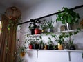 Green plants on white shelves on white wall in the room. Plant shelfie, indoor plants concept Royalty Free Stock Photo