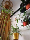 Green plants on white shelves on white wall in the room. Plant shelfie, indoor plants concept Royalty Free Stock Photo