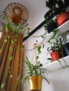 Green plants on white shelves on white wall in the room. Plant shelfie, indoor plants concept