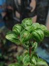 Green Plants, wild plants