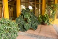 Green plants, windows Royalty Free Stock Photo