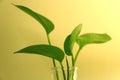 Green plants Royalty Free Stock Photo