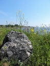Green Plants, Yellow Flowers, Rocks And Sea  On The  Island  Suomenlinna, Finland
