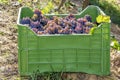 Green plastic box full of bunches of black grapes resting on the ground in the vineyard during the harvest