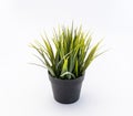 Green plastic decorative flower in a black plastic pot is on a white background Royalty Free Stock Photo