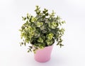 Green plastic decorative flower in a pink plastic pot is on a white background Royalty Free Stock Photo
