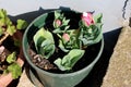 Green plastic flower pot on side of concrete steps filled with small partially open Ice cream tulip plants with pointy dark green