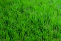 Green plastic grass