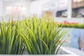 Green plastic plants in long white planters in a shopping center, imitation of lawn grass