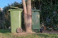 Green plastic recycling trash bins chained on the tree