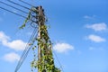 Green plate growing on electric post high voltage and blue sky - vine electric pole